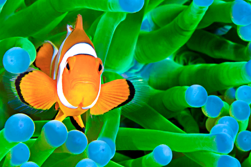 Clownfish with green and blue coral in background