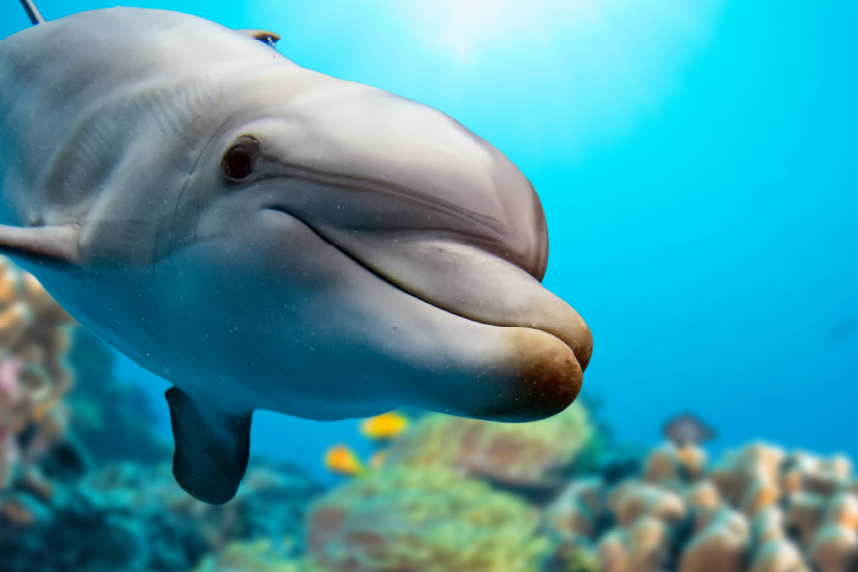 Dolphin looking at camera