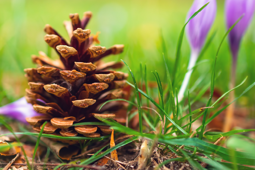 Pinecone with grass and flowers
