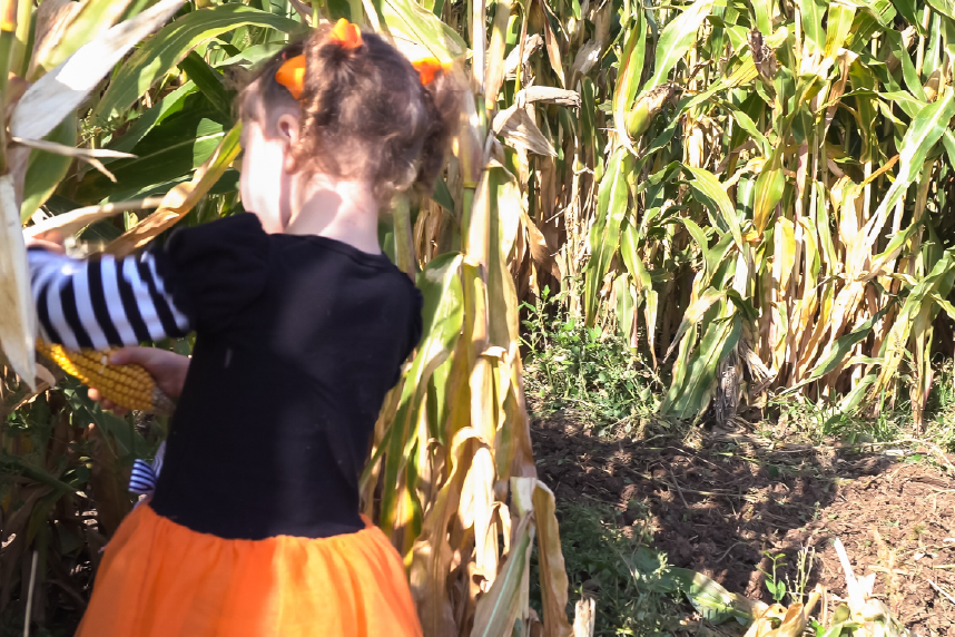 Little girl entering corn field