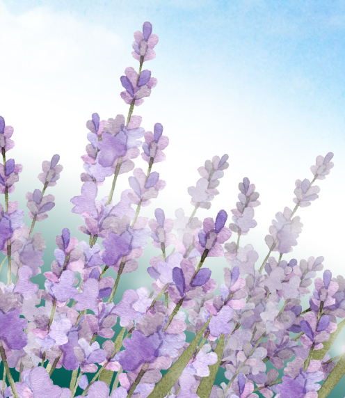 Detail of watercolor of lavender flowers