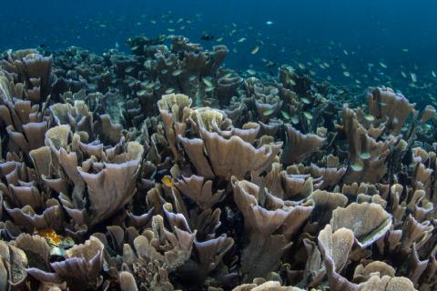 Underwater Photo of Coral