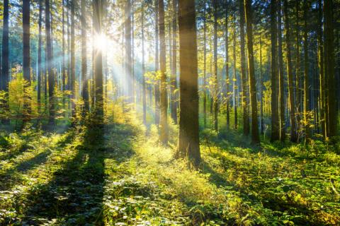 Sunlight through forest trees