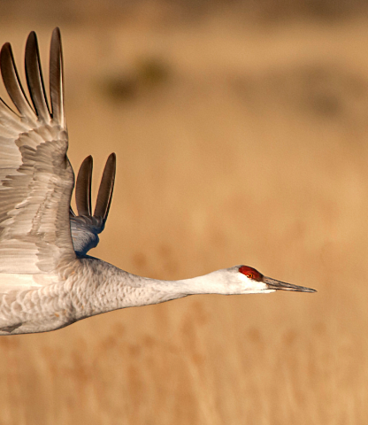 Crane flying over dry, grassy field