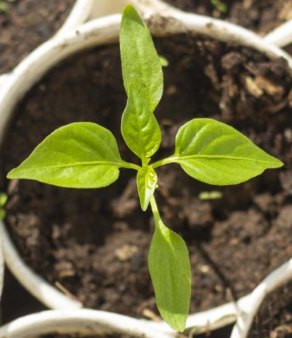 Seedling in paper cup and soil