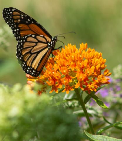 Monarch butterfly and milkweed flower