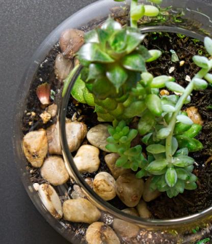 Overhead photo of a terrarium