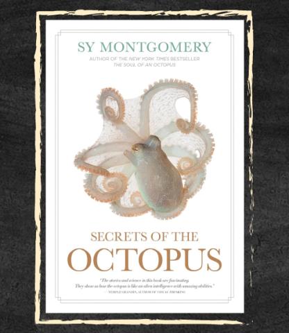 Cover: Secrets of the Octopus