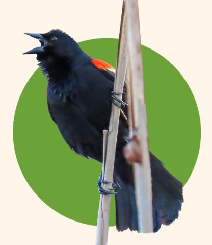 Bird sitting on a branch with a green circle behind it