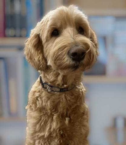 A photo of Walter the Goldendoodle