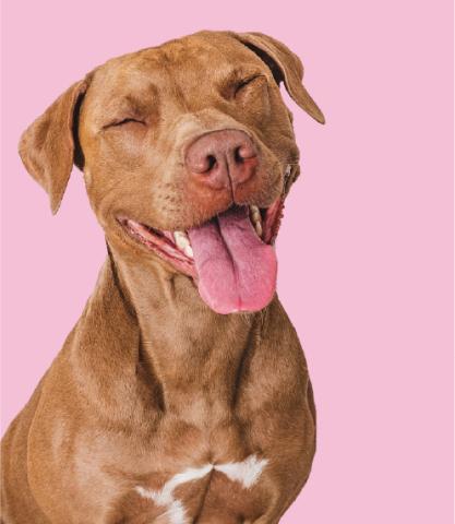 Happy dog with it's tongue out