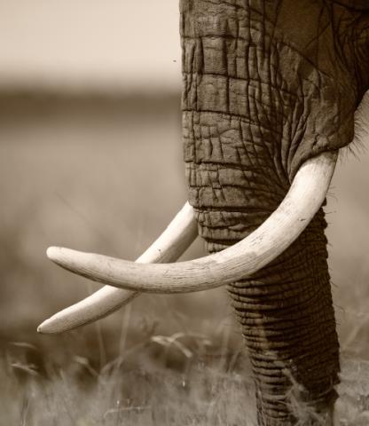 Sepia-toned photograph of an elephant's trunk and tusks