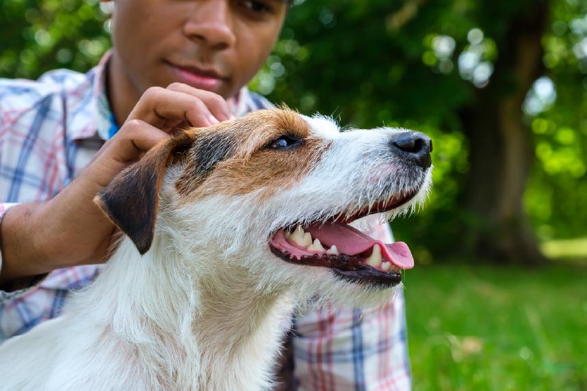 Dog getting their ears scratched by a teenage boy while outside