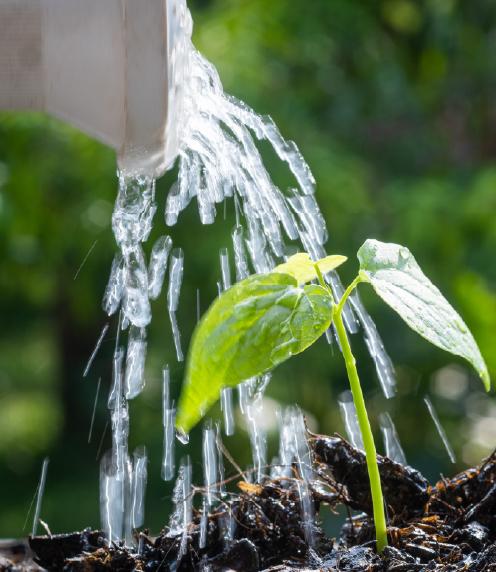 Watercan watering plant