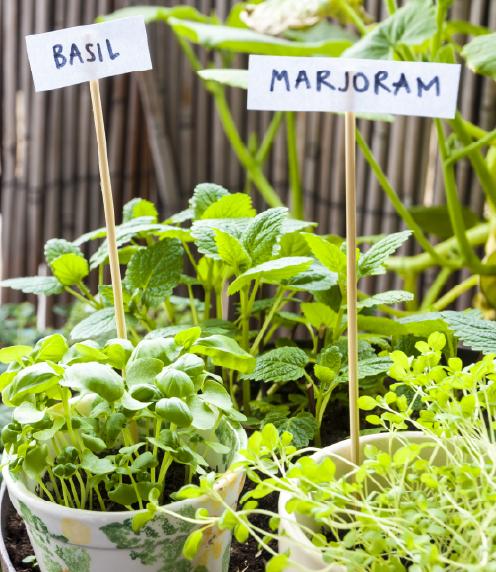 Potted herbs