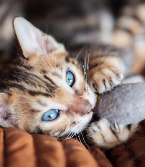 Cat with toy mouse