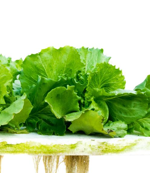 Lettuce on a plastic plate with roots coming out of the bottom