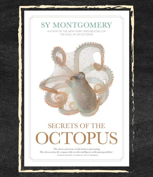 Cover: Secrets of the Octopus