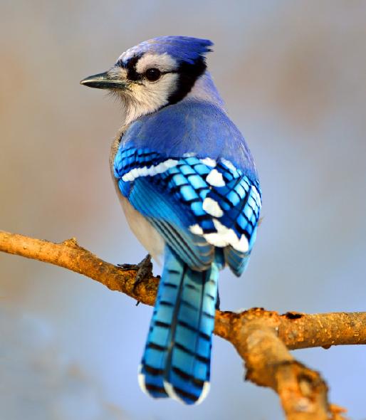 Blue jay sitting on a branch