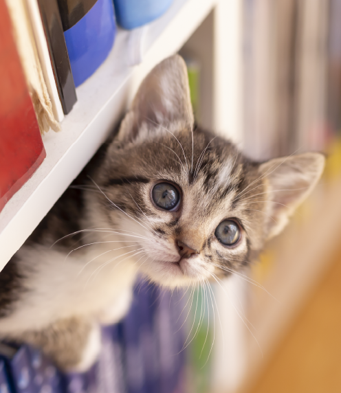 Kitten poking its head out from bookshelves