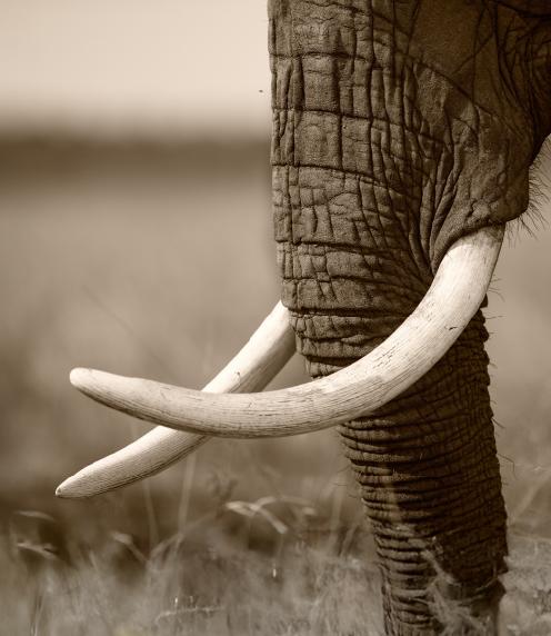 Sepia-toned photograph of an elephant's trunk and tusks
