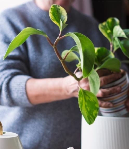Woman replanting a pothos
